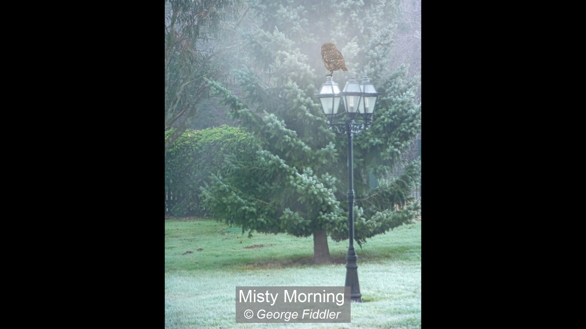 Misty Morning